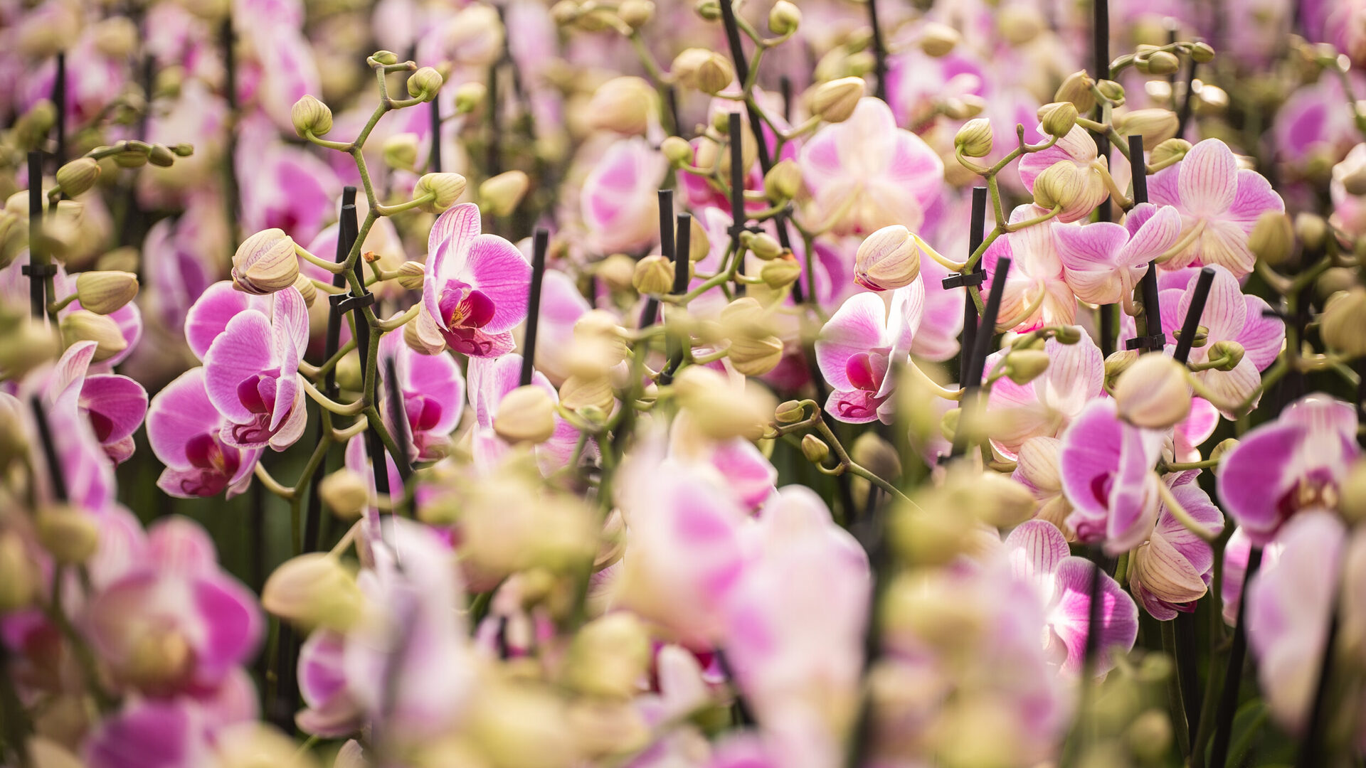 Tussenin donker gemaakt