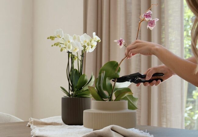 Foto-uitgebloeide-orchidee-in-bloei-laten-brengen-scaled-e1693925589793