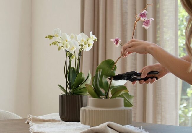 Foto-uitgebloeide-orchidee-in-bloei-laten-brengen-scaled-e1693925589793